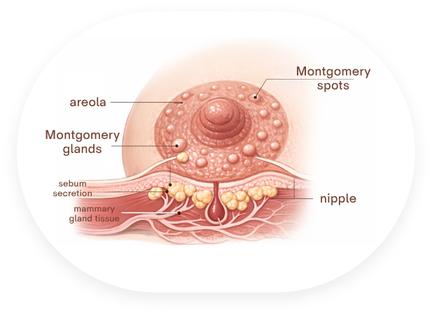 Montgomery Gland Removal in Korea at BongBong Plastic Surgery in Seoul