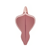Labiaplasty in Korea at BongBong Plastic Surgery in Seoul